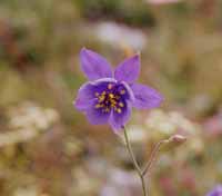 Aquilegia alpina