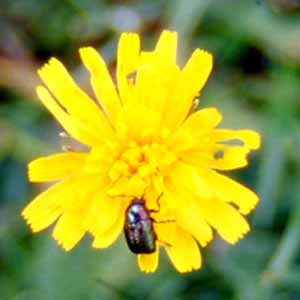 Fiore d'Arnica e coleottero cryptocefalo