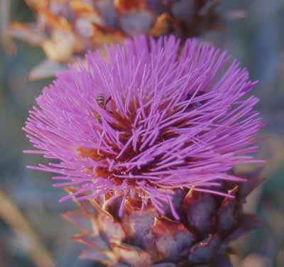 Fiore di cardo