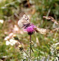 Fiori di cardo e farfalle parnassius