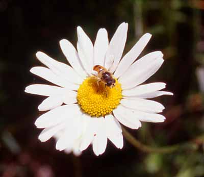 Eristalis Tenax Dittero della famiglia dei Sirfidi su margherita