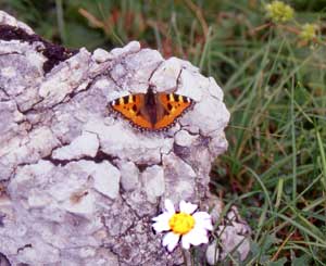 Farfalla Vanessa dell'ortica