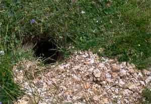 marmots' hole