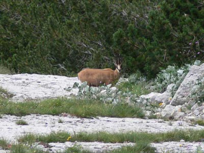 This wonderful chamois was like a guide for us; fair and silent animal, it followed us during our hike in this beautiful place made of stones