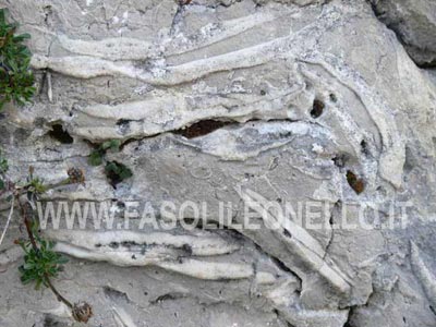 ostriche fossili la Lithiotis Problematica, mollusco bivalvo con guscio irregolare.