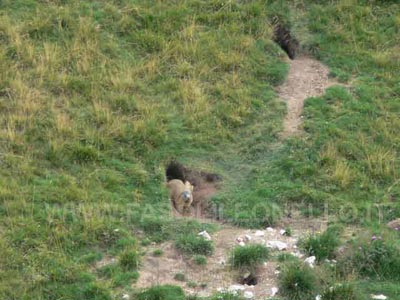 marmotta della lessinia